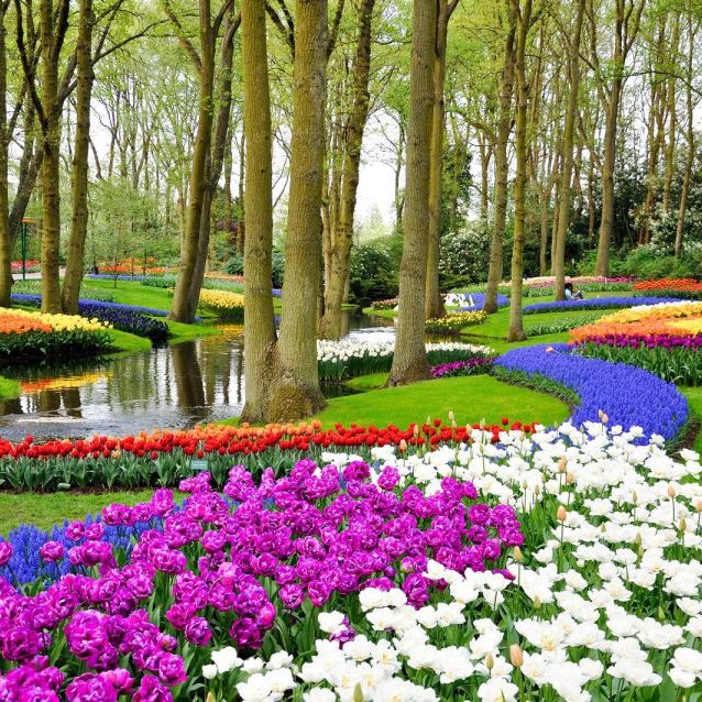 De Amsterdão: Ingresso de 1 Dia para o Keukenhof c/ Traslado